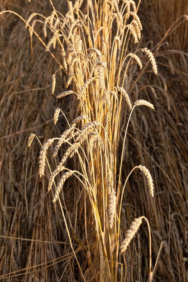 Goldene, reife Weizenähren in einem dichten Feld bei Tageslicht